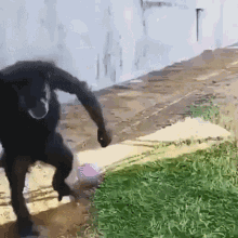 chimp-chimpanzee.gif